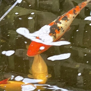 Koi Fish Up for sale is a quantity of Around 20 Koi most of which | PostAds PH