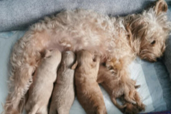 Gorgeous playful happy cockapoo puppies 2x boys 2x girls
