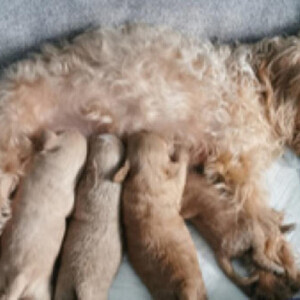 Gorgeous playful happy cockapoo puppies 2x boys 2x girls | PostAds PH
