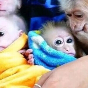 Our male and Female Baby Capuchin Monkeys are house raised, | PostAds PH