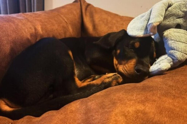 Beautiful Doberman Pinscher Puppies - Health Tested Parents