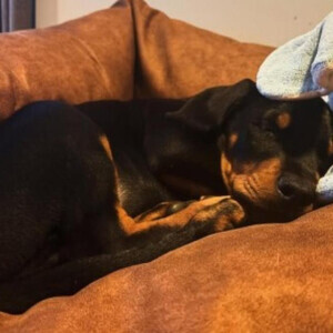 Beautiful Doberman Pinscher Puppies - Health Tested Parents | PostAds PH