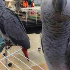 African Grey parrotss | PostAds PH
