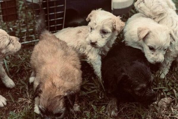 My name is Harry and i am proud to announce that my adorable puppies