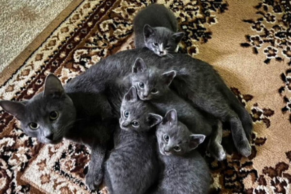 Russian blue kittens available for pet loving homes ONLY.