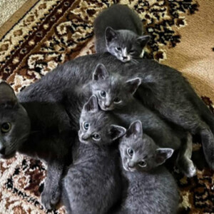 Russian blue kittens available for pet loving homes ONLY. | PostAds PH
