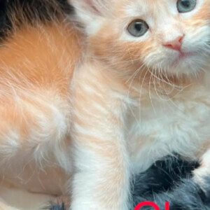 maine coon kittens ready now, | PostAds PH