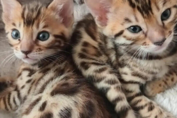 bengal kittens available for adoption