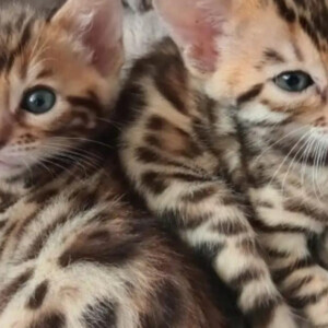 bengal kittens available for adoption | PostAds PH
