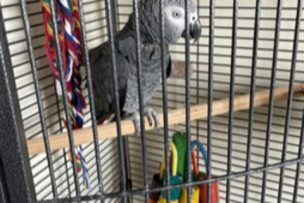 Female 21yr old African Grey parrot (name Coco)