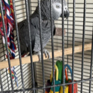 Female 21yr old African Grey parrot (name Coco) | PostAds PH