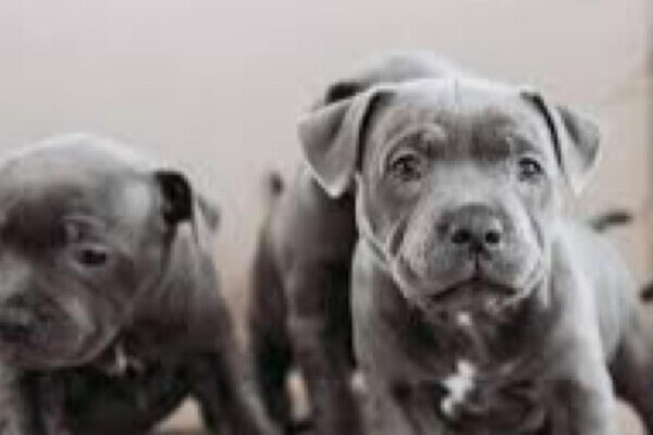 Stunning Staffordshire Bull Terrier Puppies for sale