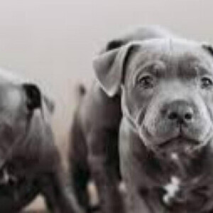 Stunning Staffordshire Bull Terrier Puppies for sale | PostAds PH