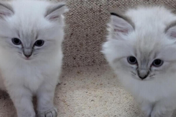 Absolutely beautiful Blue Mitted Ragdoll kkittens.