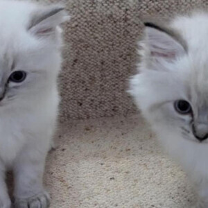 Absolutely beautiful Blue Mitted Ragdoll kkittens. | PostAds PH