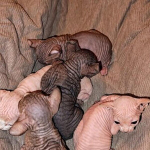 We have a litter of Elf Hairless Sphynx Kittens | PostAds PH