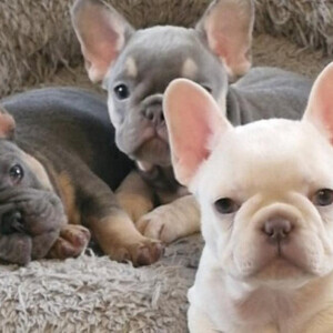 Beautiful French Bulldog Puppies For Sale. | PostAds PH