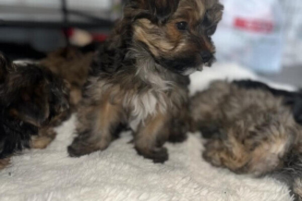 Mother is a standard Yorkshire terrier 