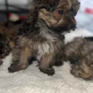 Mother is a standard Yorkshire terrier | PostAds PH