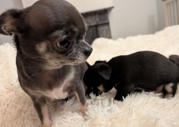 Beautiful little Chihuahuas 