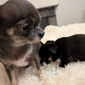 Beautiful little Chihuahuas | PostAds PH