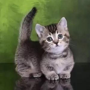 Munchkinn Kittens Registered | PostAds PH