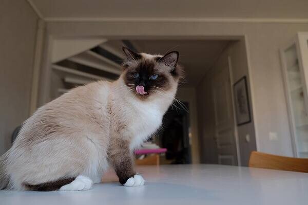  Three Birman Kitten Availablle  