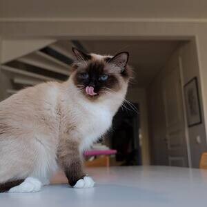 Three Birman Kitten Availablle | PostAds PH