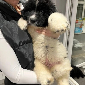 4 Male and female Newfoundland puppies | PostAds PH