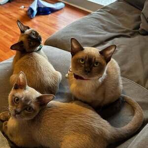 Euroopean Burmese kittens Available . | PostAds PH