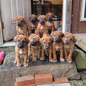 wonderful rhodesian ridgeback Puppiess | PostAds PH
