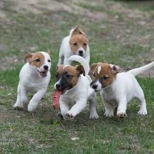 3 Jack Russell Terrier Puppies | PostAds PH