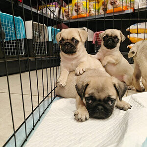 5 Pug Puppies | PostAds PH