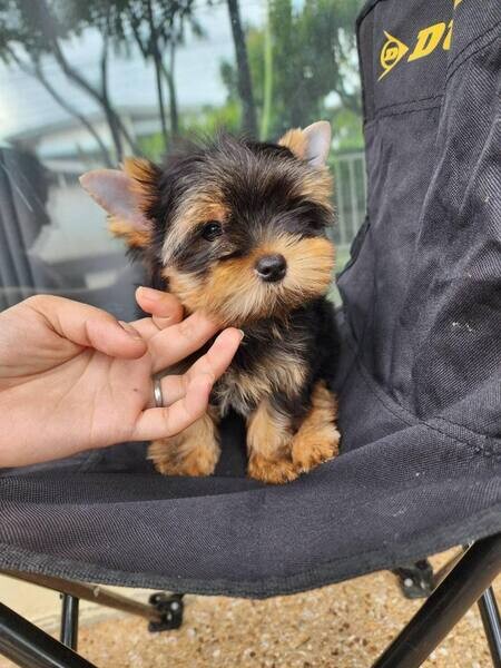  Yorkie Puppies  now available 
