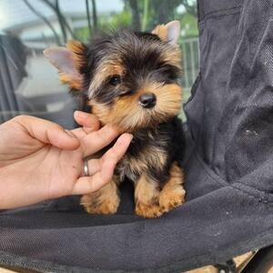 Yorkie Puppies now available | PostAds PH