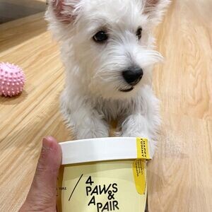 3 West Highland Terrier Puppies | PostAds PH