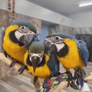 4 Blue and Gold Macaw Parrots | PostAds PH