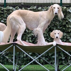 Saluki Puppies available vaccinated | PostAds PH