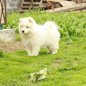 6 beautiful Samoyed puppies | PostAds PH