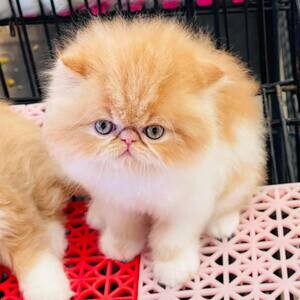 playful Persian kittens Available | PostAds PH