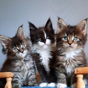 11 weeks old Maine Coons | PostAds PH