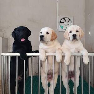 health checked Labrador Puppies | PostAds PH