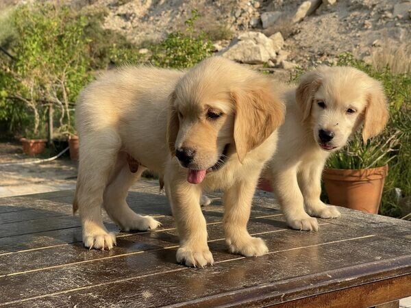 family Golden Retriever Puppies 