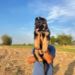 now have lovely German Shepherd puppies. | PostAds PH
