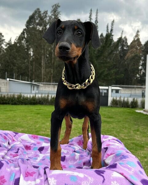 Doberman  Puppies Available now