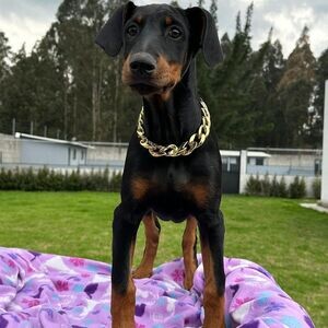 Doberman Puppies Available now | PostAds PH