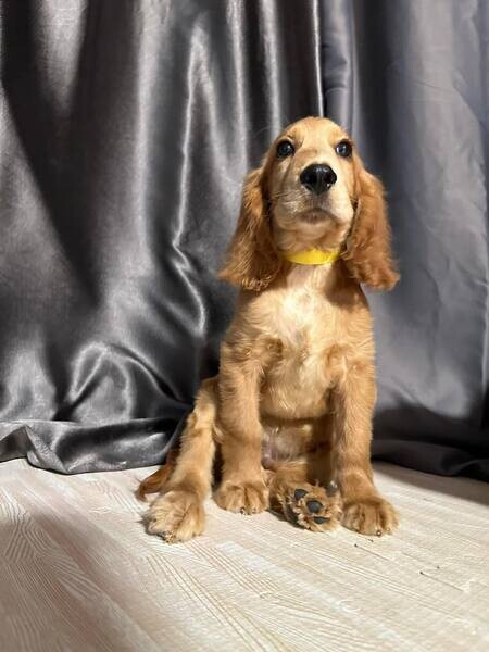  Cocker Spaniels