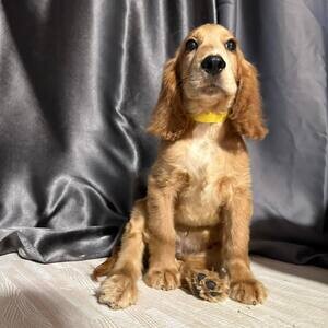 Cocker Spaniels | PostAds PH