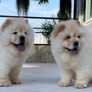 chow chow puppies available | PostAds PH
