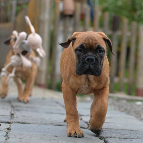 Friendly BullMastiff Puppies 